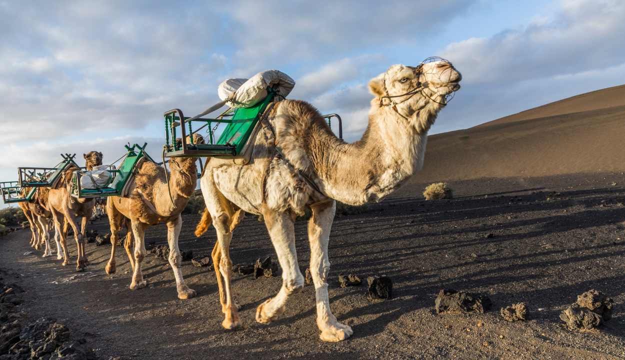 Rajasthan New Year Tour